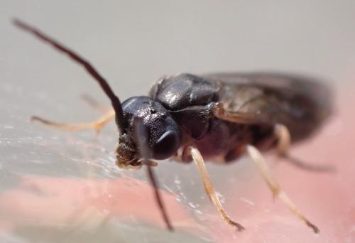 Réf. 314 913 : Nematinae inconnu